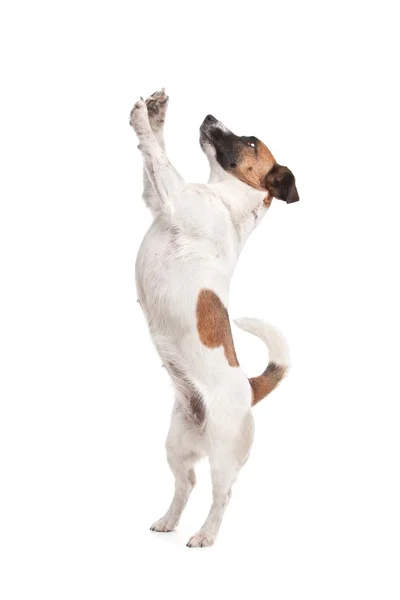 Jack Russel terrier - Stock-foto