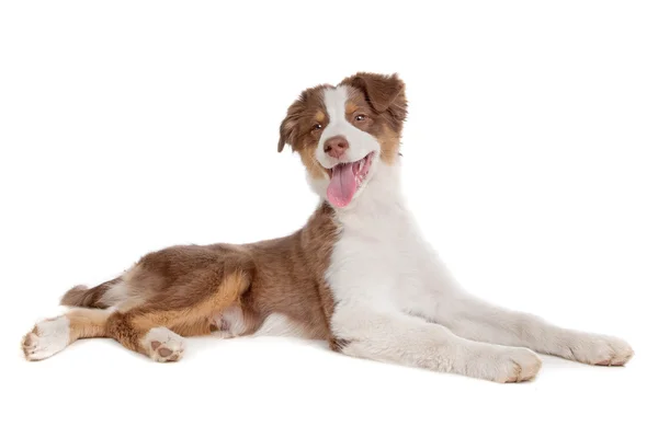 stock image Australian Shepherd