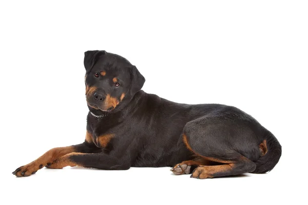 Rottweiler — Stok fotoğraf