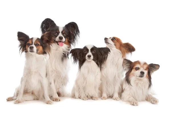 Группа из пяти папиллоновых собак — стоковое фото
