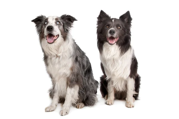 Border Collie und australischer Schäferhund — Stockfoto
