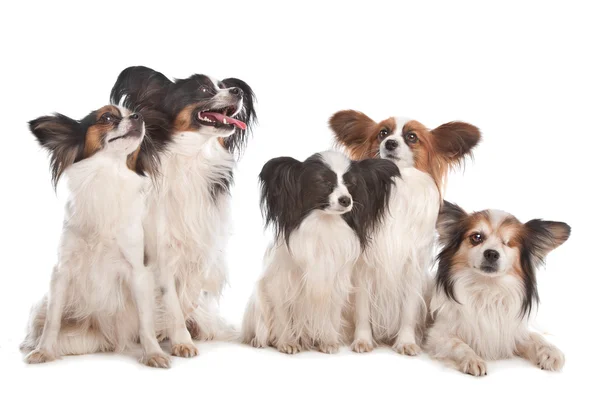 Группа из пяти папиллоновых собак — стоковое фото