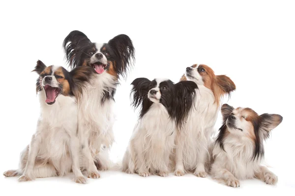 Grupo de cinco cães papillon — Fotografia de Stock