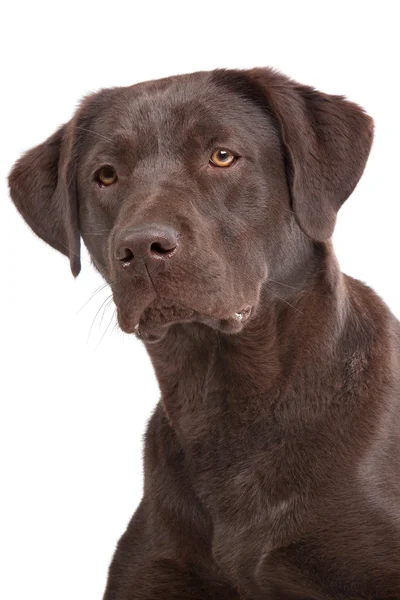 Labrador Cokelat — Stok Foto