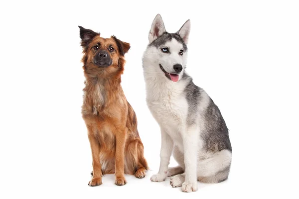 Siberian Husky puppy and mixed breed dog — Stock Photo, Image