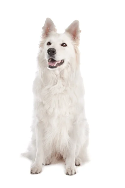 Pastor blanco perro —  Fotos de Stock