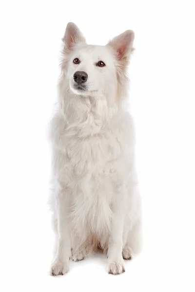 White Shepherd Dog — Zdjęcie stockowe