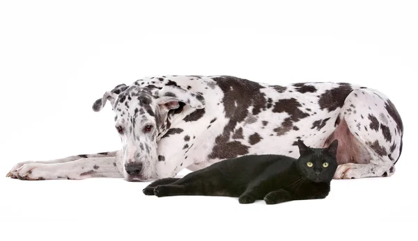 Great Dane and a black cat — Stock Photo, Image
