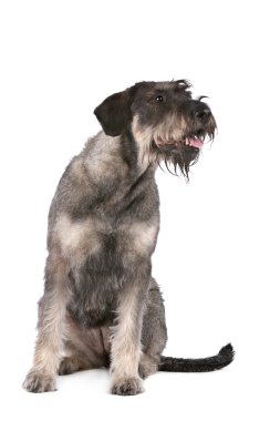 dev schnauzer