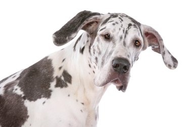 Great dane harlequin clipart