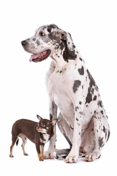 Großer Dänenharlekin und ein Chihuahua — Stockfoto