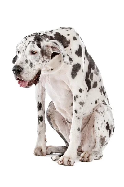 Duitse Dog harlekijn — Stockfoto