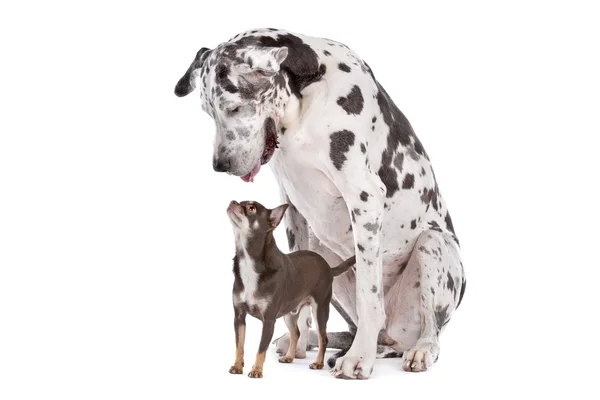 Great dane harlequin and a Chihuahua — Stock Photo, Image