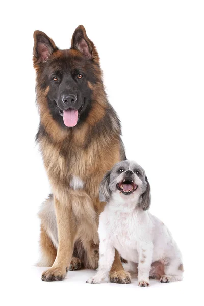 Owczarek niemiecki i psa rasy mieszanej — Zdjęcie stockowe