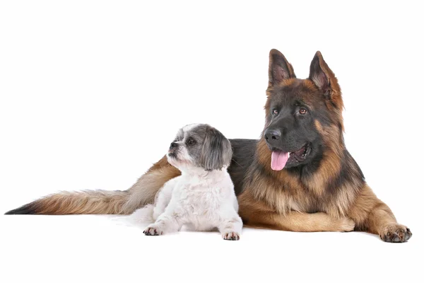 Pastor alemán y un perro de raza mixta — Foto de Stock
