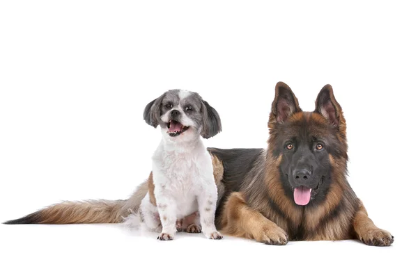 Schäferhund und ein Mischlingshund — Stockfoto