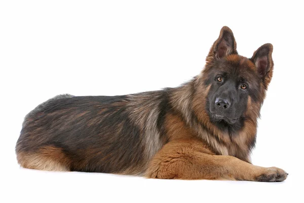 Alman çoban köpeği — Stok fotoğraf
