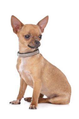 Chihuahua