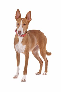 Podenco