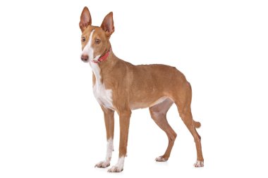 Podenco