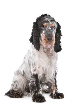 İngiliz cocker spaniel