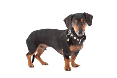 Dachshund clipart