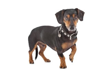 Dachshund