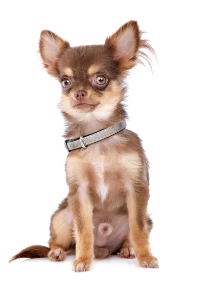 Chihuahua — Stock Fotó