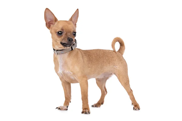 Chihuahua — Stockfoto