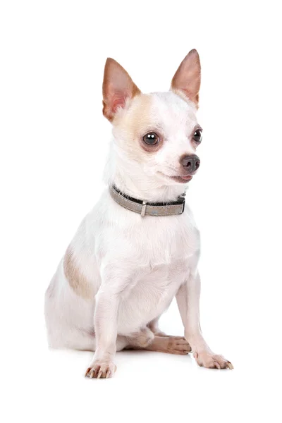 Chihuahua — Stok fotoğraf
