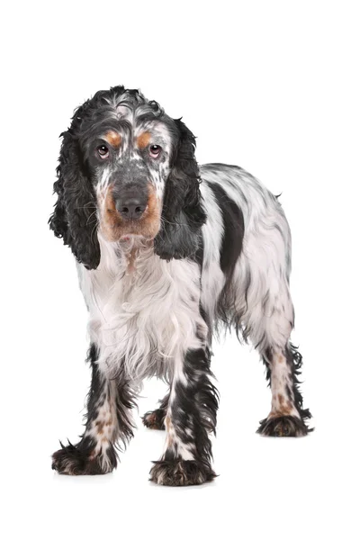 Inglês cocker spaniel — Fotografia de Stock