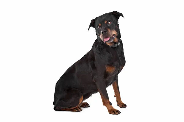 Rottweiler — Stok fotoğraf