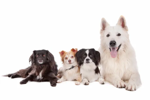 Skupina psů — Stock fotografie