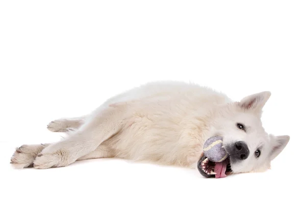 Pastor blanco perro — Foto de Stock