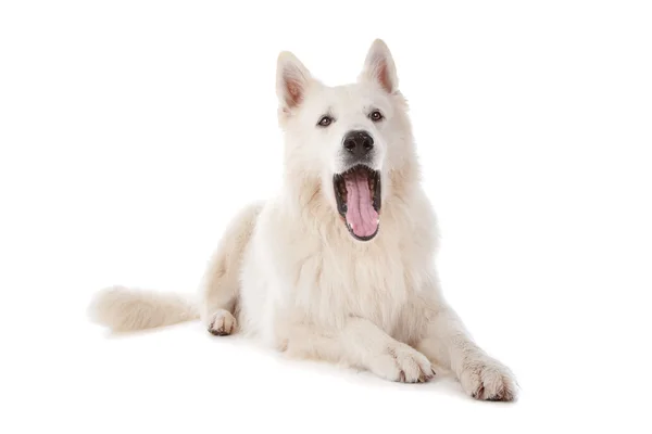 White Shepherd dog — Zdjęcie stockowe