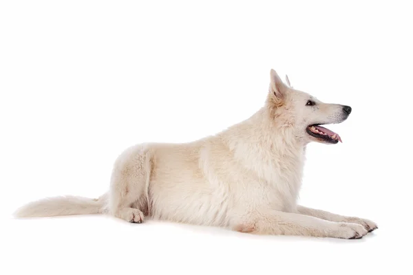 White Shepherd dog — Zdjęcie stockowe