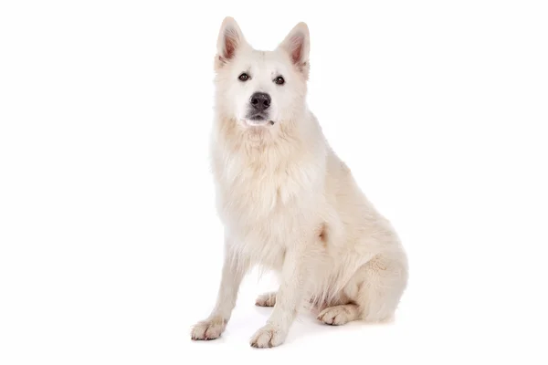 Pastor blanco perro — Foto de Stock
