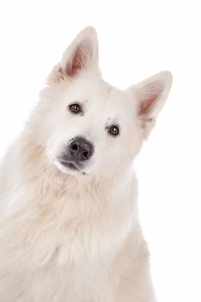 Weißer Schäferhund — Stockfoto