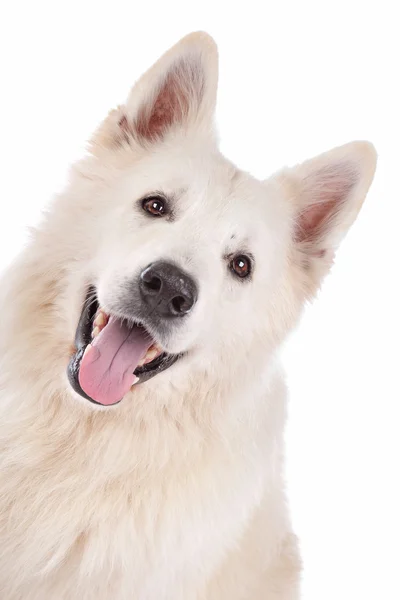 Fehér Juhász kutya — Stock Fotó