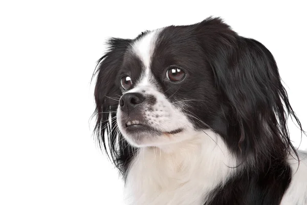 stock image Mixed breed dog