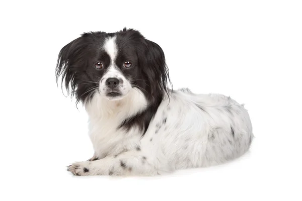 Mixed breed dog — Stock Photo, Image