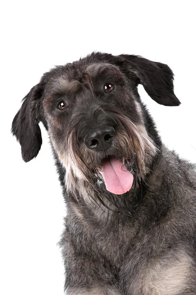 stock image Giant schnauzer