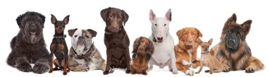 Group of dogs clipart