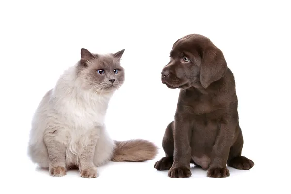 Кошка и щенок — стоковое фото