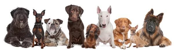 Група собак Ліцензійні Стокові Зображення