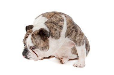 İngilizce Bulldog