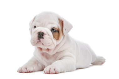 İngilizce bulldog yavrusu