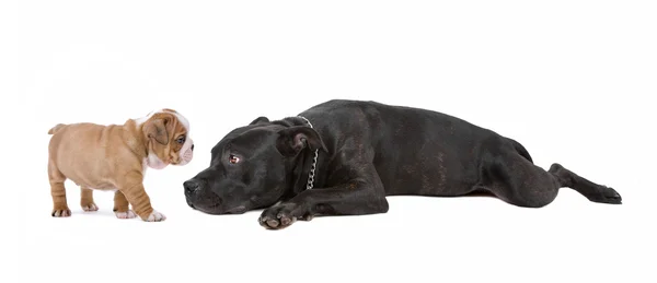 Hundvalp och hund — Stockfoto