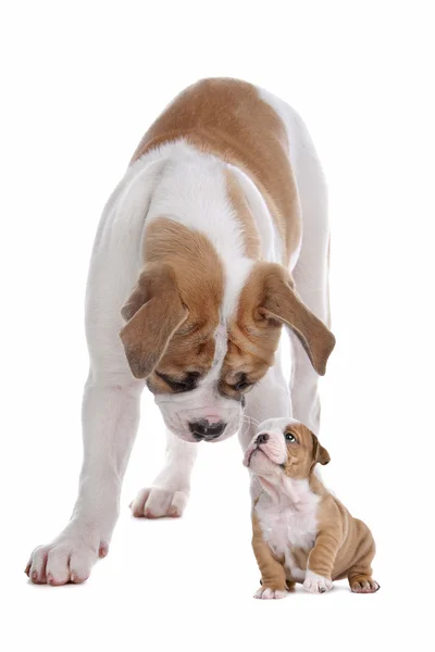 Büyük köpek küçük köpek yavrusu — Stok fotoğraf