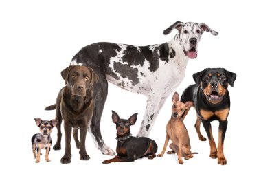 Large group of dogs clipart